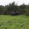 101 LOANGO Riviere Rembo Ngove Famille Elephants sur la Berge 12E5K2IMG_78743wtmk.jpg